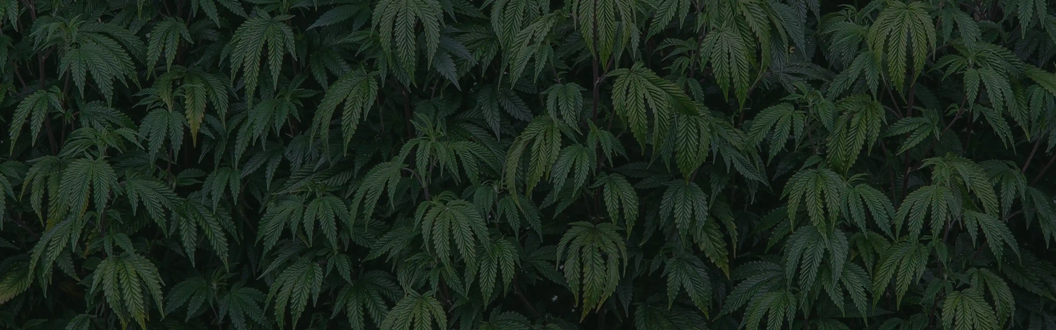 Clinical Pop-Ups Launch in Maryland